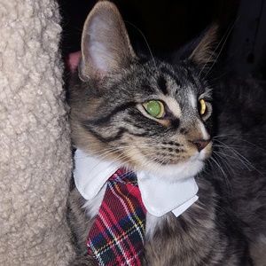 Meet your Posher, Sofia